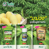 ชุดสูตรเปิดตาดอกมะม่วง บริษัท โซตัส