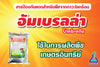 อัมเบรลร่า ขนาด 1 กิโลกรัม