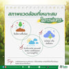 ทะวาย ขนาด 10 กิโลกรัม