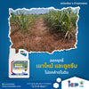 พาสนาว ขนาด 4 ลิตร