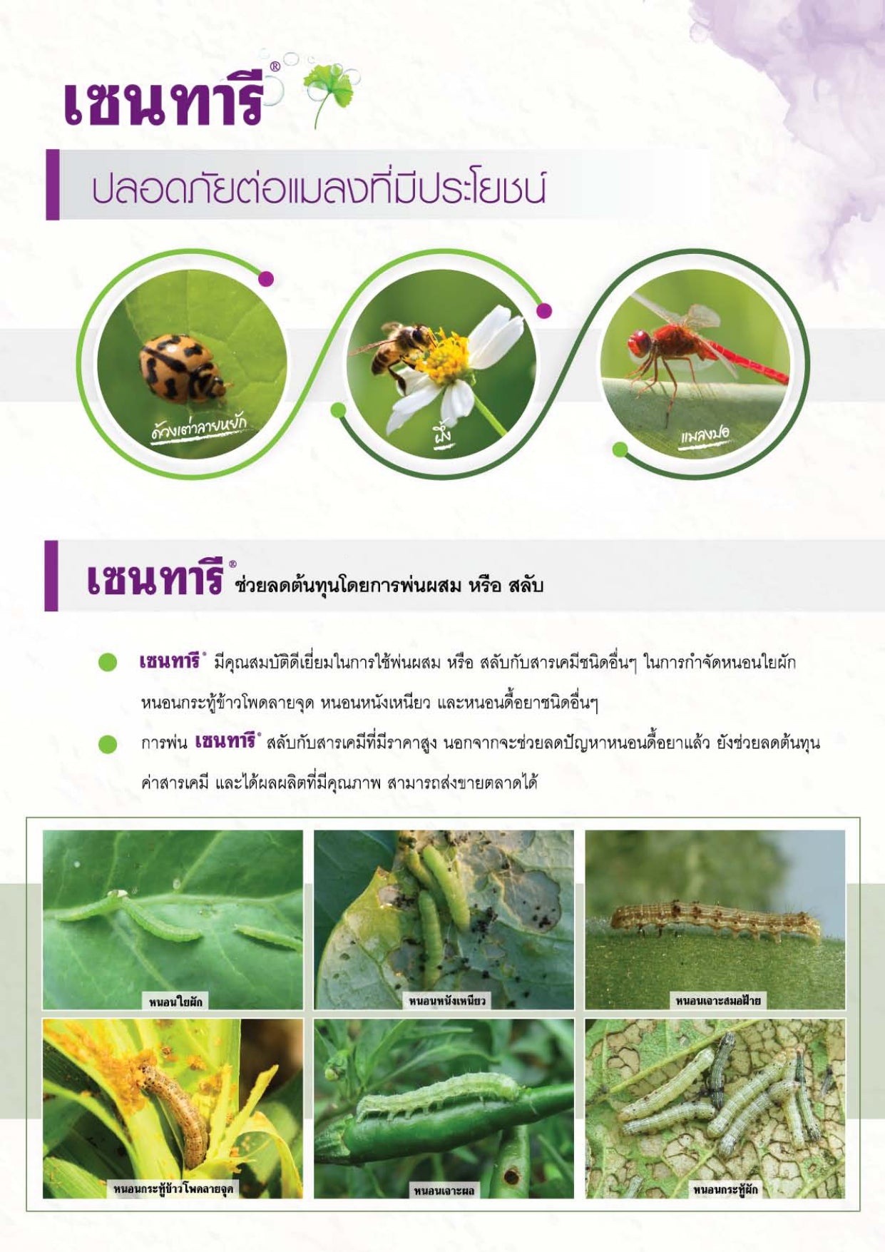 เซนทารี ขนาด 500 กรัม