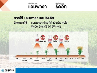 แอมพารา ขนาด 100 กรัม