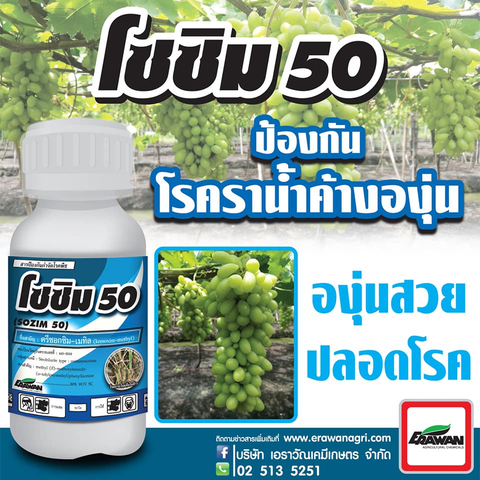 โซซิม 50 ขนาด 500cc