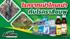 ฟราวไซด์ ขนาด 250cc