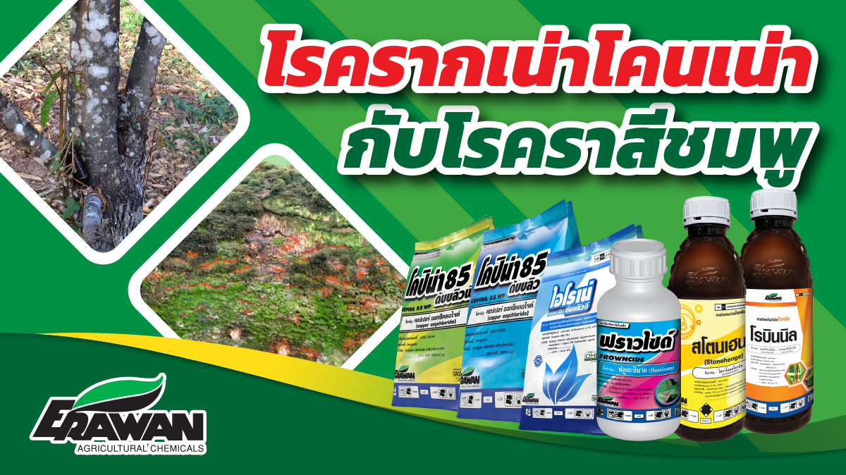 ฟราวไซด์ ขนาด 100cc