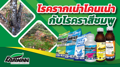 ฟราวไซด์ ขนาด 100cc