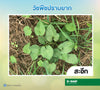 ทรีวิกซ์ ขนาด 10 กรัม