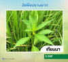 ทรีวิกซ์ ขนาด 10 กรัม
