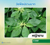 ทรีวิกซ์ ขนาด 10 กรัม