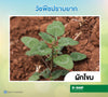 ทรีวิกซ์ ขนาด 10 กรัม