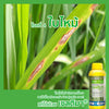 เซลติมา 1 ลิตร