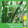 เซลติมา 1 ลิตร