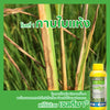เซลติมา 1 ลิตร