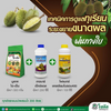 ชุดบำรุงระยะขยายขนาดผลทุเรียนและไม้ผล (พ่นทางใบ) บริษัท โซตัส