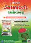 อัมเบรลร่า ขนาด 1 กิโลกรัม