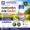 ริดอิท ขนาด 250cc